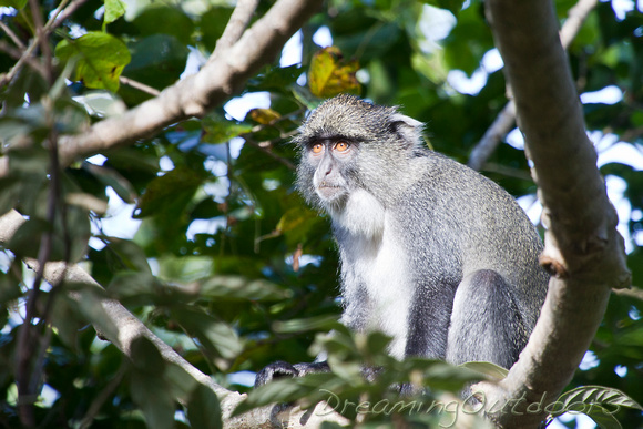 Sabango Monkey