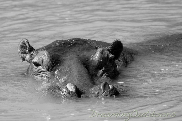 Hippo in Black and White