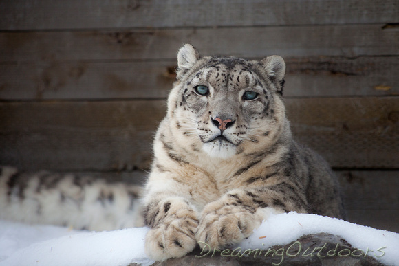 Snow Leopard*