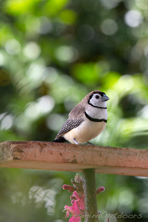 Double barred finch