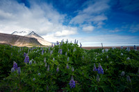 Lupins on the Fjord