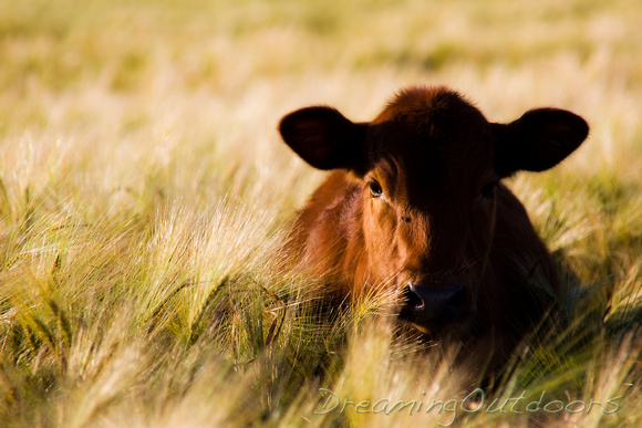 Cow in the Barley