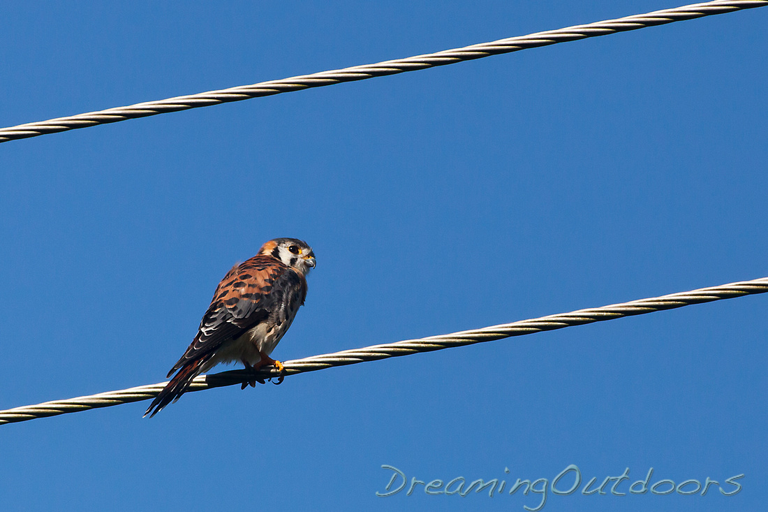 American Kestrel