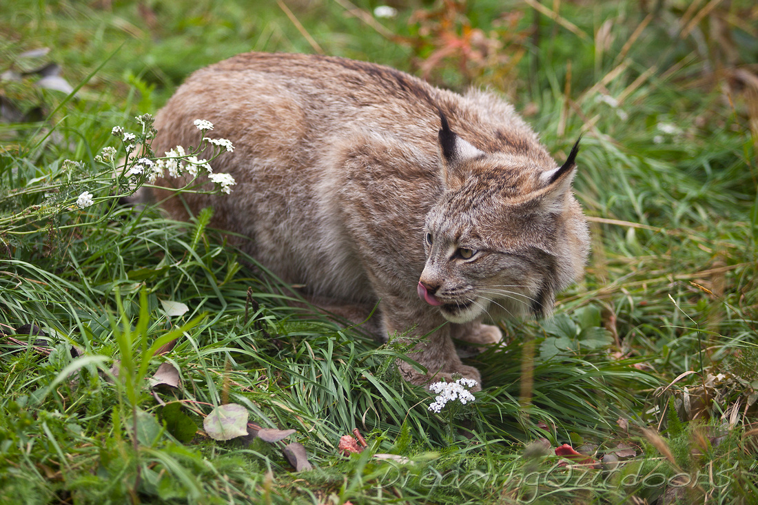 Crouching Lynx