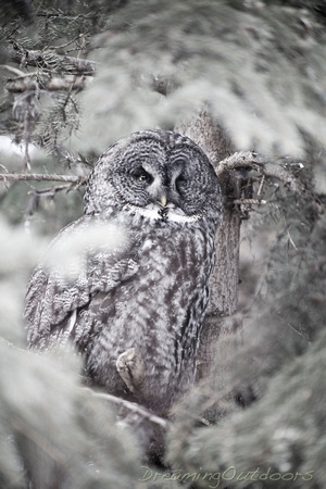 Great Grey Owl*