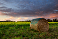 Round Bale and Canola Field