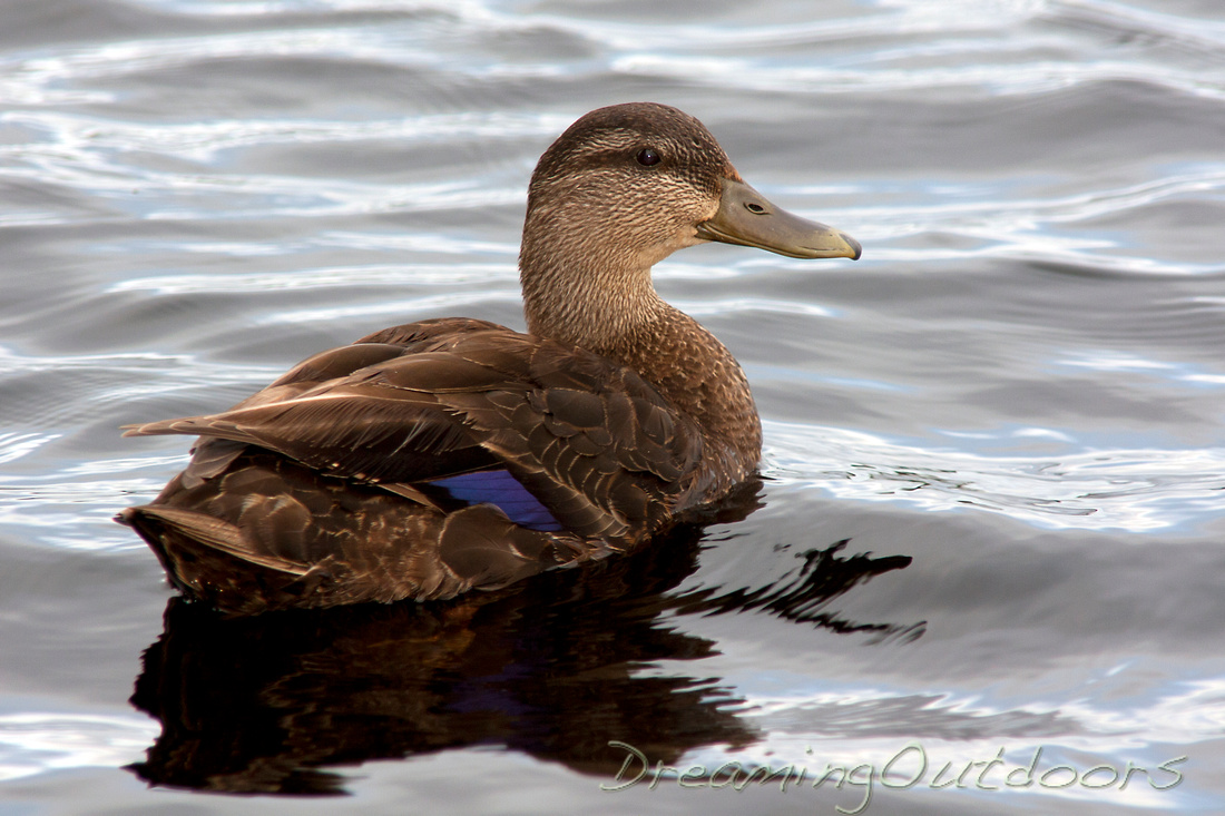 Black Duck Hen; Queensland, NS