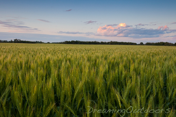Perfect Wheat Field