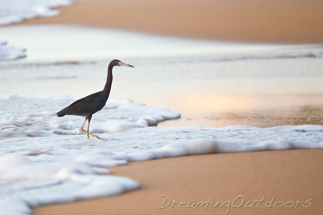 Little Blue Heron