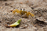 Yellow Fiddler Crab